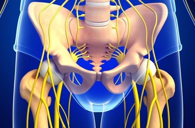 Anamoty of pelvic area